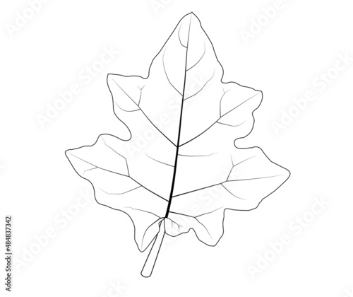 Vector Solanum virginianum (Thai eggplant) leaves. Black line drawing for coloring. Plants and Herbs, Tropical Asia photo
