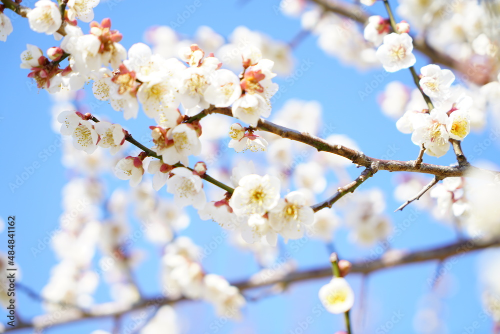 blooming tree blooming tree