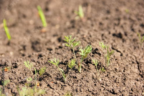 Young shoots of dill on ground in sunlight, soil texture