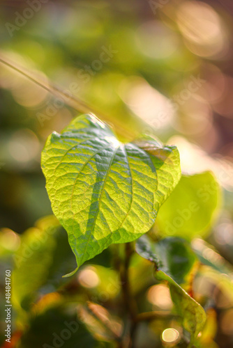 leaves of a tree