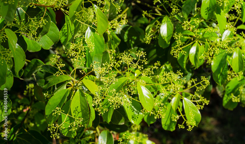 Fényképezés Close-up of blossom of camphor tree (Cinnamomum camphora) common camphor wood or camphor laurel with evergreen leaves  in Arboretum Park Southern Cultures in Sirius (Adler) Sochi