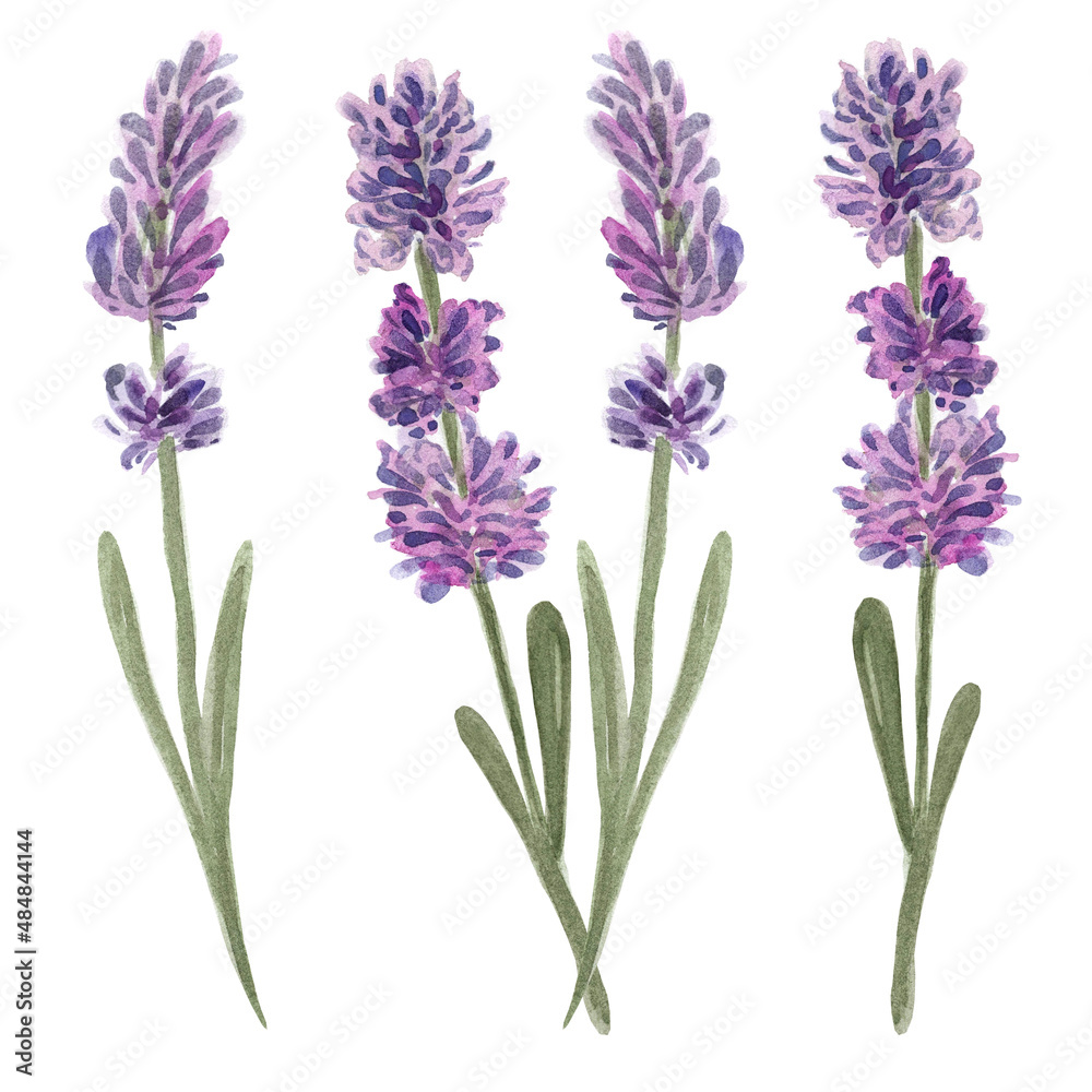 Lavender watercolor set Lavender watercolor set