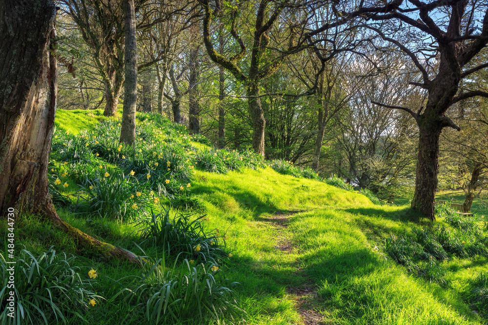 Daffodils flowering in the woods in spring Daffodils flowering in the woods in spring