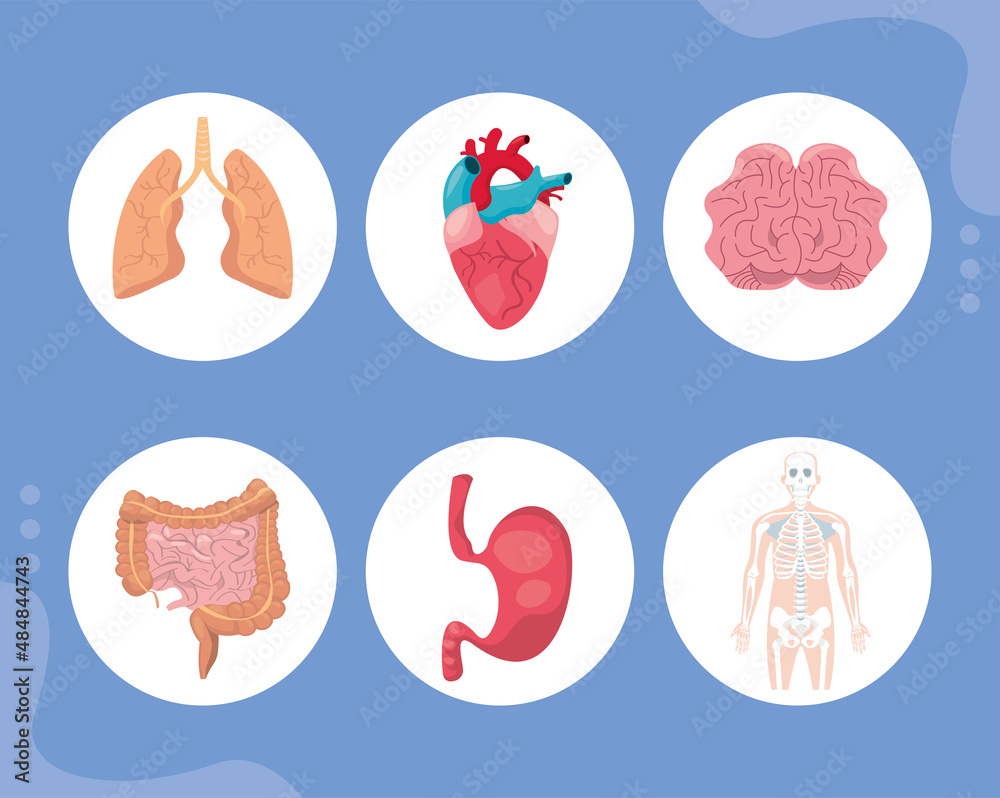 System human organs System human organs
