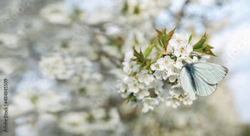 Fototapeta Naklejka Na Ścianę i Meble -  motyl na kwiatach czereśni w sadzie wiosną