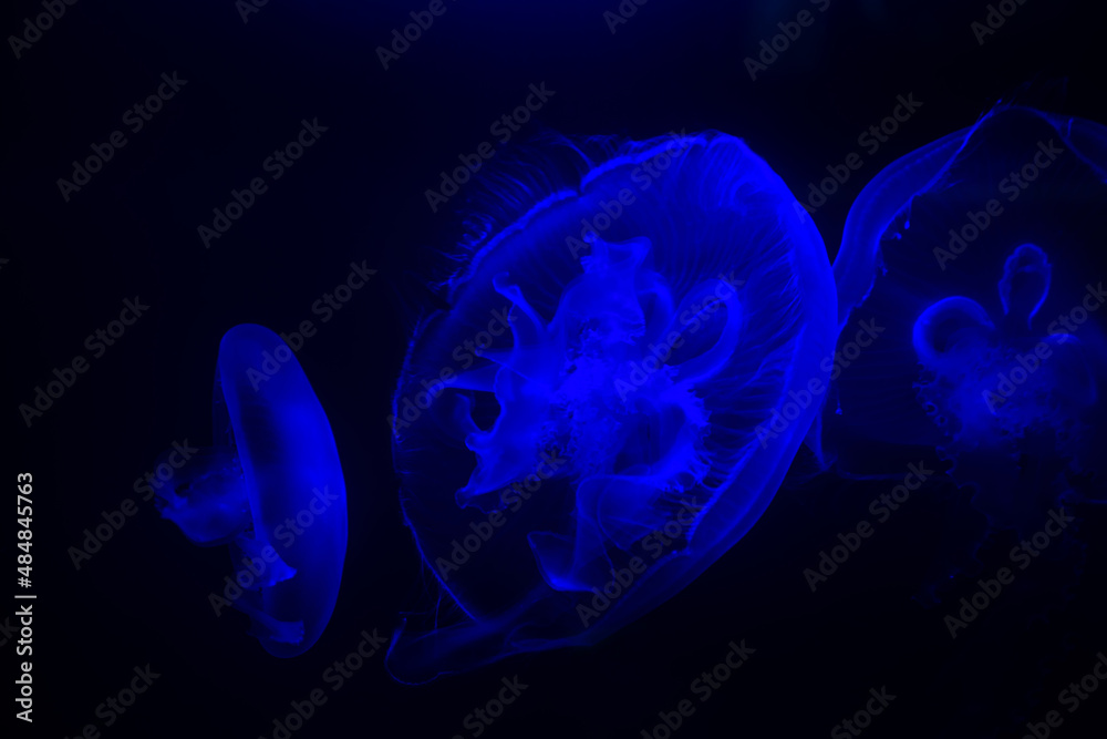 Pływające meduzy w czarnych głębinach oceanu - obrazy, fototapety, plakaty 
