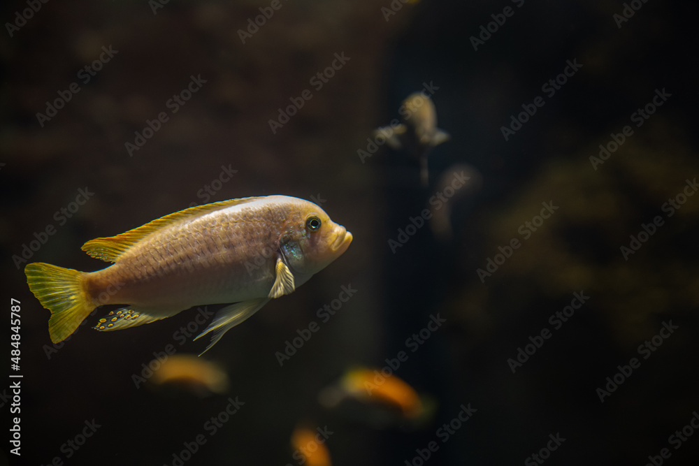 cichlids fish from lake malawi - obrazy, fototapety, plakaty 