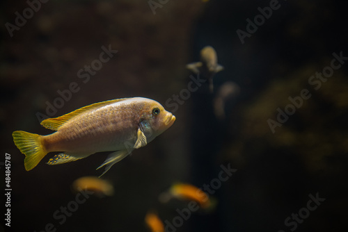cichlids fish from lake malawi