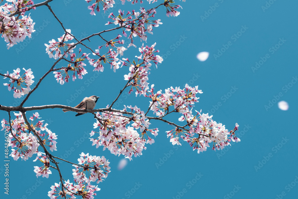 空と小鳥と散る桜 空と小鳥と散る桜