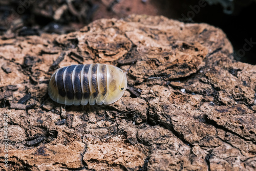 Isopod - Dairy Cow  On the bark in the deep forest  macro shot isopods  Cubaris Rubber ducky  panda  Cubaris amber ducky.