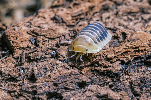 Isopod - Dairy Cow, On the bark in the deep forest, macro shot isopods, Cubaris Rubber ducky, panda, Cubaris amber ducky.