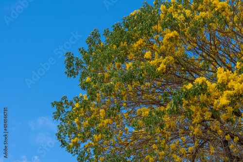 Roseodendron donnell-smithii is known colloquially as primavera. It is the larger and more frequently planted of the two species. Its wood is sometimes used to make furniture. It is native to Central 