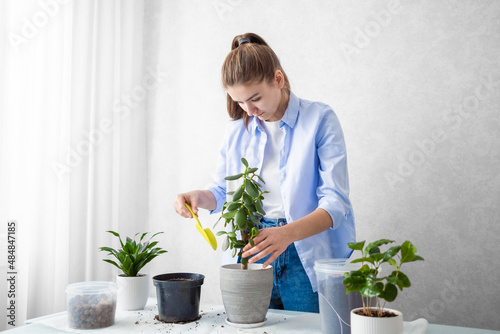 The girl transplants a houseplant crassula into a new flower pot. Houseplant care concept.
