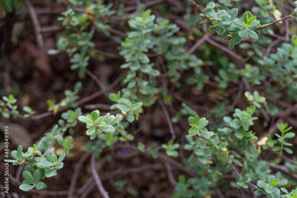 Wikstroemia uva-urs, This ʻākia, in particular, has been a popular choice for many years now in landscapes in Hawaiʻi. The decorative foliage and the red, orange or yellow fruit make this species a va Wikstroemia uva-urs, This ʻākia, in particular, has been a popular choice for many years now in landscapes in Hawaiʻi. The decorative foliage and the red, orange or yellow fruit make this species a va