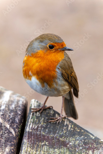 Robin redbreast ( Erithacus rubecula) bird a British European garden songbird with a red or orange breast often found on Christmas cards, stock photo image with copy space