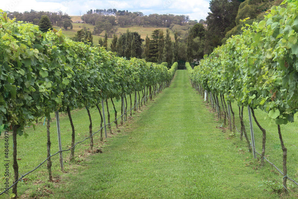 A vineyard in the Southern Highlands, NSW Australia. Rows of grape vines