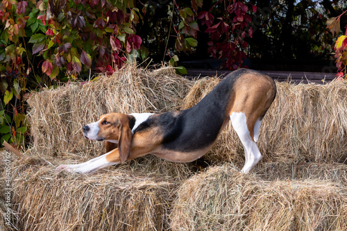 Foxhound ( beagle) dog on the hay stack stretching during sunny day in autumn.