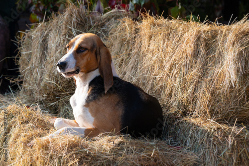 Foxhound ( beagle) dog on the hay stack waiting for parforce hunting during sunny day in autumn.