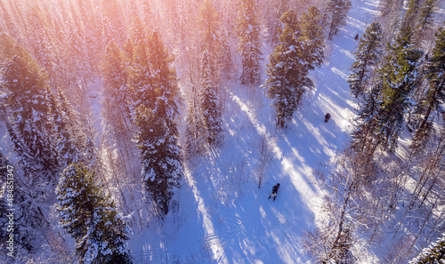 Team Snowmobile rides through winter forest fresh snow sun light, aerial top view