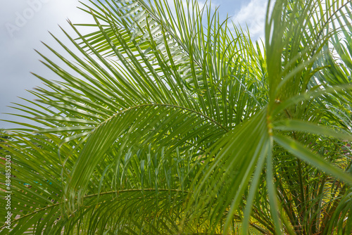 Fototapeta Naklejka Na Ścianę i Meble -  Phoenix roebelenii, with common names of dwarf date palm, pygmy date palm, miniature date palm or robellini palm, is a species of date palm native to southeastern Asia, from southwestern China (Yunnan