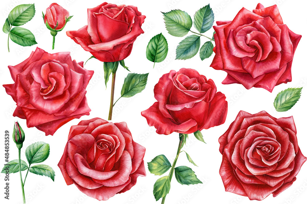 Set red rose, beautiful flower on isolated white background, watercolor illustration, botanical painting Set red rose, beautiful flower on isolated white background, watercolor illustration, botanical painting