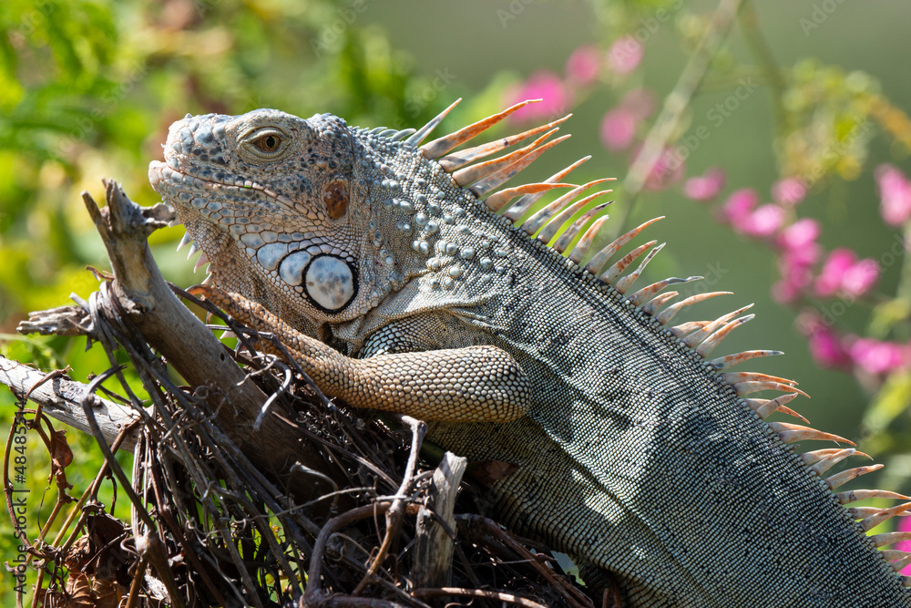 Fototapeta premium Iguane vert , Iguane commun, Iguana iguana