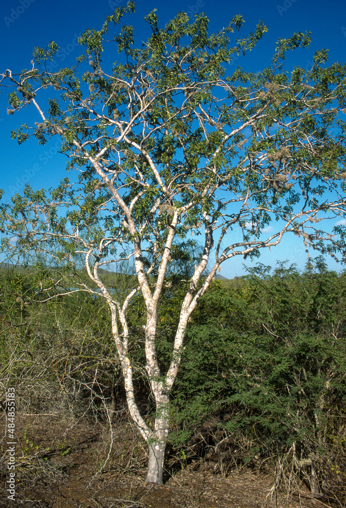 Santal, Palo Santo Sauvage, Bursera graveolens, Ile Isabela, Archipel des Galapagos, Equateur Santal, Palo Santo Sauvage, Bursera graveolens, Ile Isabela, Archipel des Galapagos, Equateur