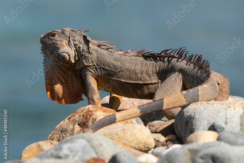 Iguane vert   Iguane commun  Iguana iguana