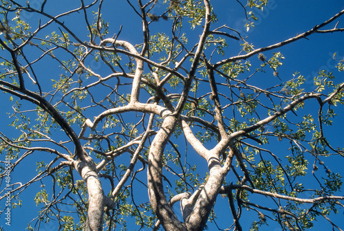 Santal, Palo Santo Sauvage, Bursera graveolens, Ile Isabela, Archipel des Galapagos, Equateur photo