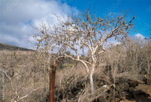 Santal, Palo Santo Sauvage, Bursera graveolens, Ile Isabela, Archipel des Galapagos, Equateur photo