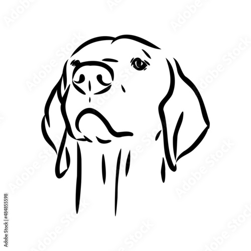 Decorative outline portrait of cute pointer dog vector illustration in black color isolated on white background. Isolated image for design and tattoo.