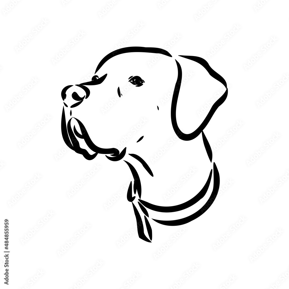 Decorative outline portrait of cute pointer dog vector illustration in black color isolated on white background. Isolated image for design and tattoo. Decorative outline portrait of cute pointer dog vector illustration in black color isolated on white background. Isolated image for design and tattoo.