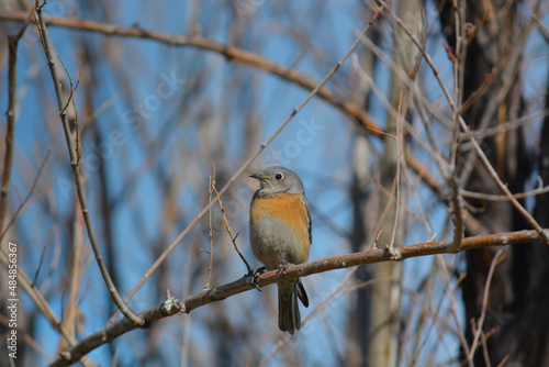 Western Bluebird resting on a branch