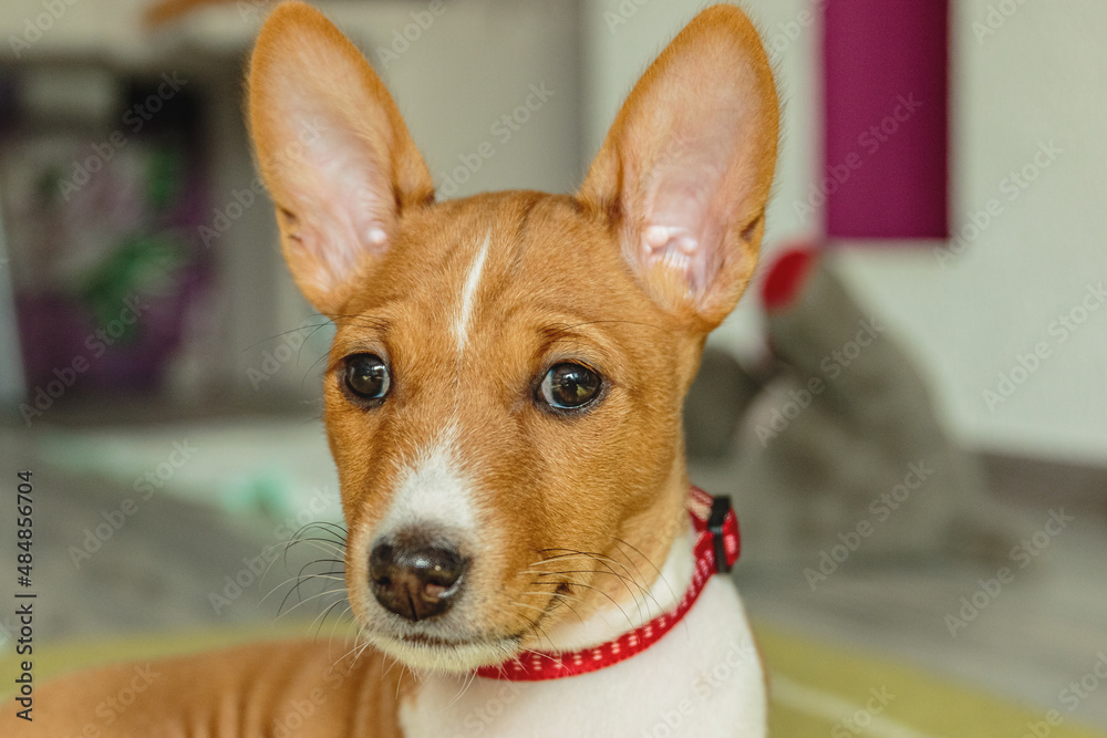Basenji dog puppy close up portrait looking at camera