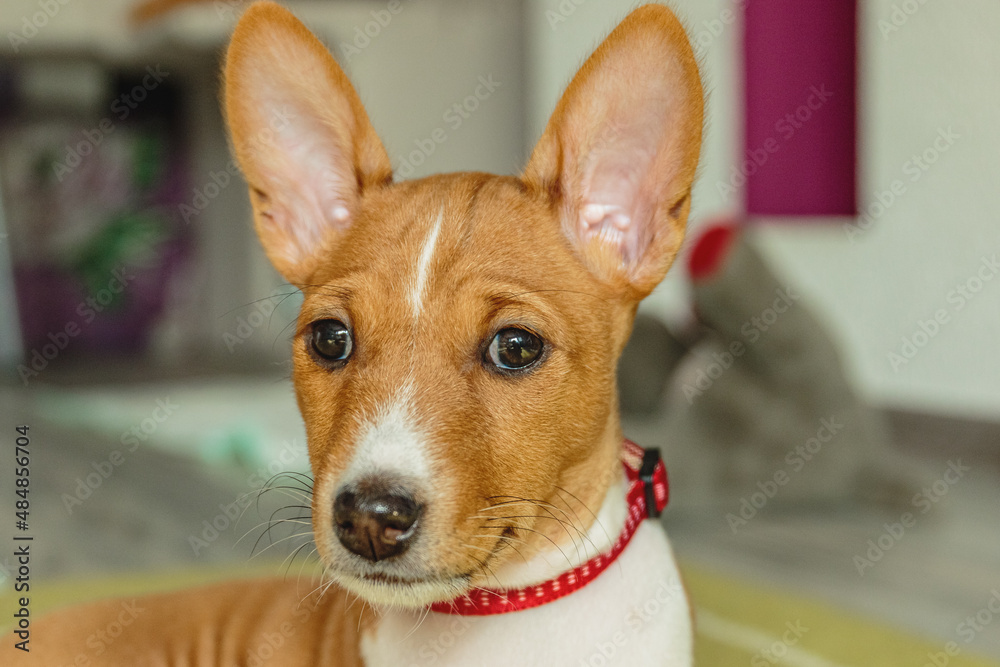 Basenji dog puppy close up portrait looking at camera Basenji dog puppy close up portrait looking at camera