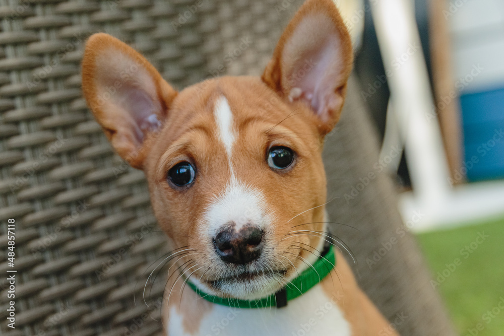 Basenji dog puppy close up portrait looking at camera Basenji dog puppy close up portrait looking at camera