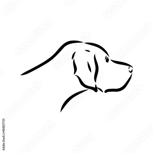 Decorative outline portrait of cute pointer dog vector illustration in black color isolated on white background. Isolated image for design and tattoo.