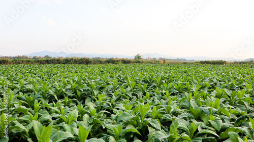 View of tobacco plant with gray sky in background