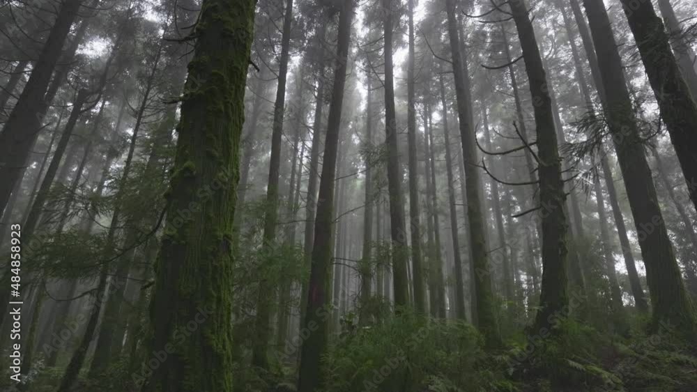 Mysterious misty forest on Sao Miguel Island, Azores, Portugal. Camera moves through the trees in foggy wet forest. Nature of Azores Mysterious misty forest on Sao Miguel Island, Azores, Portugal. Camera moves through the trees in foggy wet forest. Nature of Azores