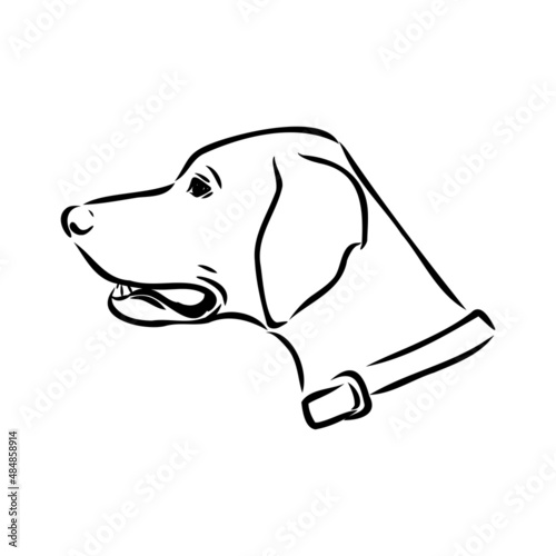 Decorative outline portrait of cute pointer dog vector illustration in black color isolated on white background. Isolated image for design and tattoo.