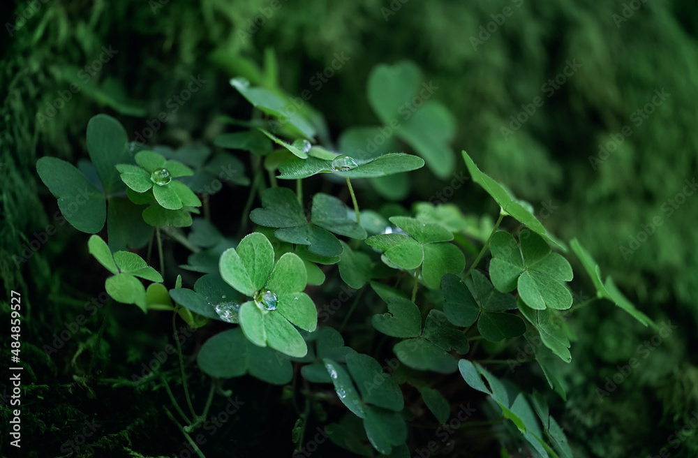 Clover leaves with water drops close up, dark green natural background. Beautiful image of summer nature. ecology, earth day. Green three-leaves, shamrocks, symbol of St.Patrick`s day holiday Clover leaves with water drops close up, dark green natural background. Beautiful image of summer nature. ecology, earth day. Green three-leaves, shamrocks, symbol of St.Patrick`s day holiday