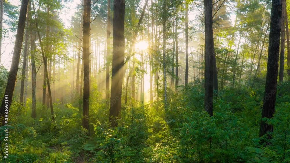 Rich green foliage, light fog and sunrays shining through the trees. Beautiful sunlight in the forest. Morning summer foggy forest nature Rich green foliage, light fog and sunrays shining through the trees. Beautiful sunlight in the forest. Morning summer foggy forest nature