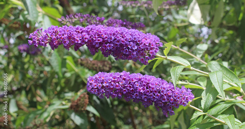 Purple flowers of a Butterfly Bush. Buddleja davidii photo