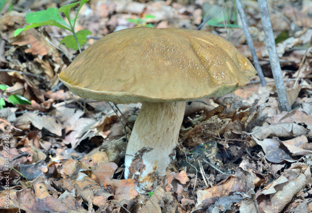 Edible mushroom cep (Boletus edulis) Edible mushroom cep (Boletus edulis)