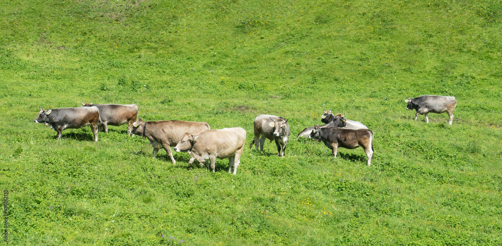 Freely grazing domestic and healthy cows on an idyllic sunny summer mountain pasture in free range. Free range, organic cattle farming and agriculture concept.