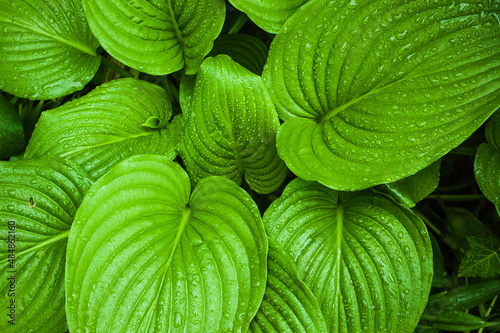 Leaves background bright green garden natural monstera