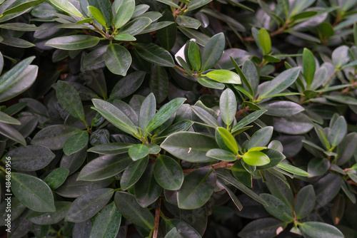 Ficus microcarpa var. crassifolia . Hedge. Ficus microcarpa, also known as Chinese banyan, Malayan banyan, Indian laurel, curtain fig, or gajumaru , is a tree in the fig family Moraceae.