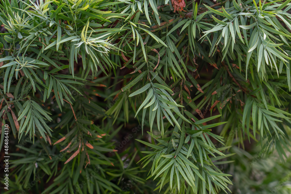 Afrocarpus falcatus (syn. Podocarpus falcatus) family Podocarpaceae