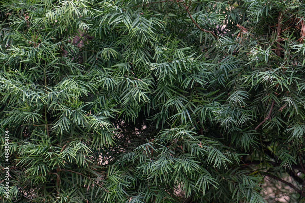 Afrocarpus falcatus (syn. Podocarpus falcatus) family Podocarpaceae
