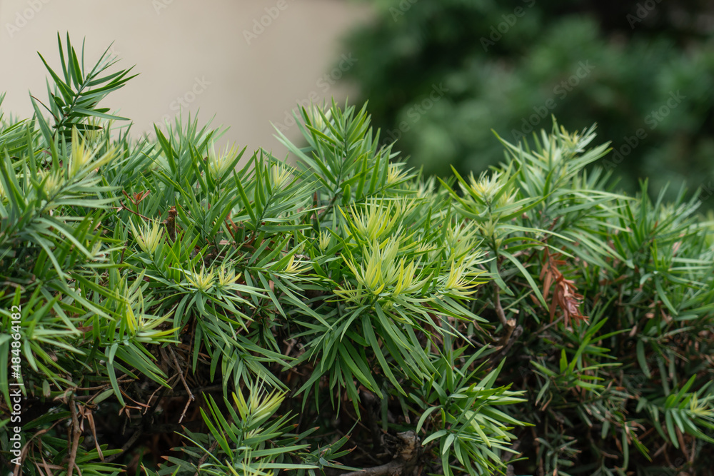Afrocarpus falcatus (syn. Podocarpus falcatus) family Podocarpaceae